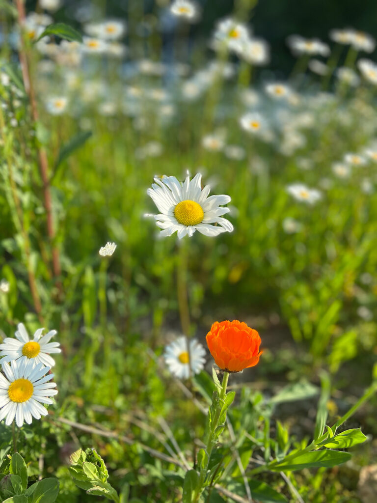 Wild Garden at Tricel