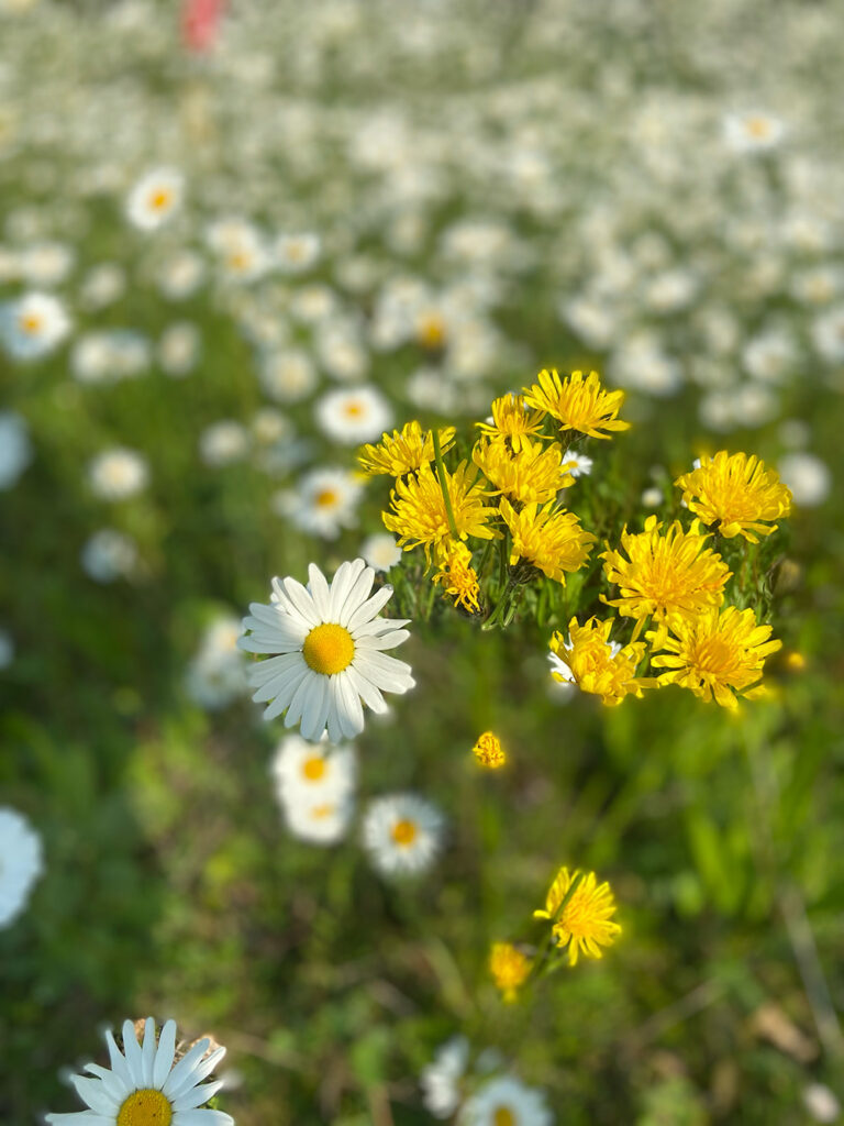 Wild Garden at Tricel