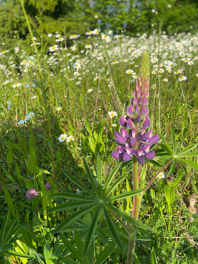 Wild Garden at Tricel