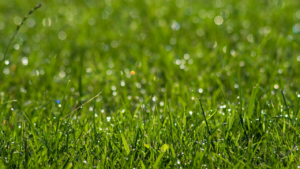 Rainwater Tanks Ireland guide covering sustainable water storage, rainwater harvesting systems, and Irish compliance requirements.